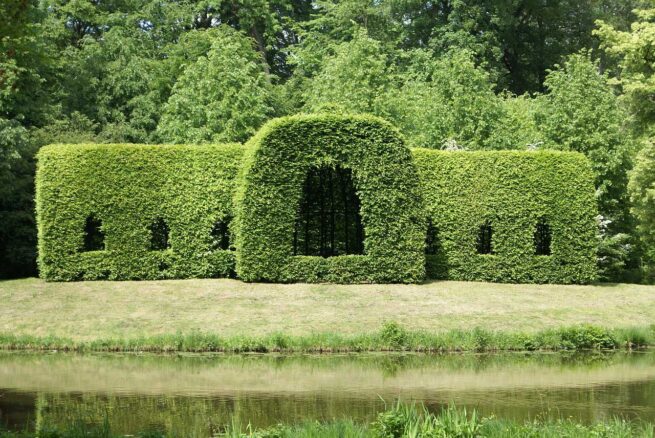 Hainbuchenhecke - Pflege