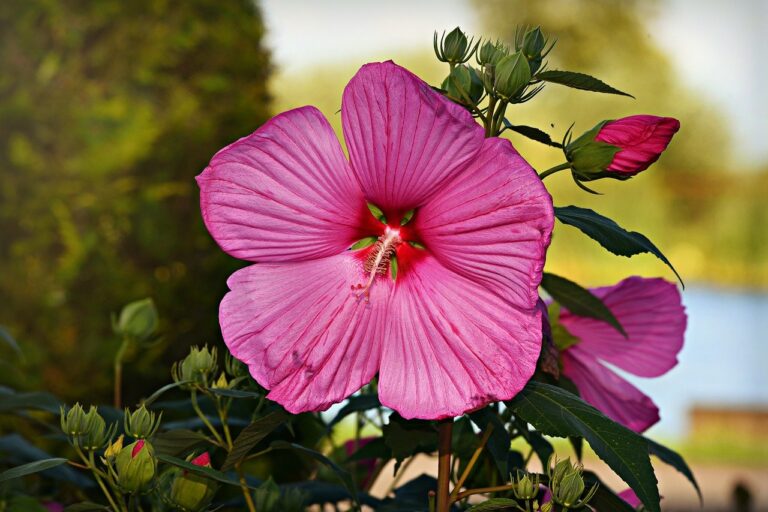 Hibiskus Tipps zur Pflege, schneiden und überwintern der Pflanze