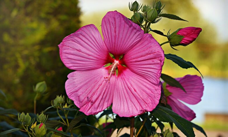 Hibiskus - Tipps zur Pflege
