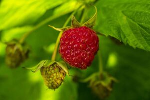 Himbeeren schneiden - Anleitung für den Rückschnitt