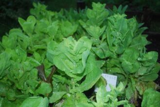 Hochbeet für den Balkon