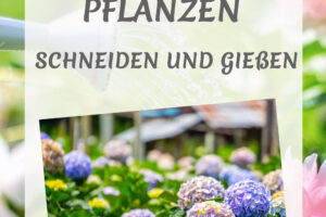 Hortensien - pflanzen