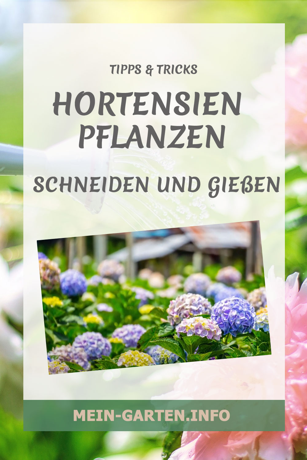 Hortensien - pflanzen