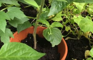 Kaffeesatz als Dünger für draußen und drinnen