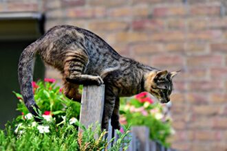 Katzen aus dem Garten vertreiben