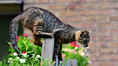 Katzen aus dem Garten vertreiben