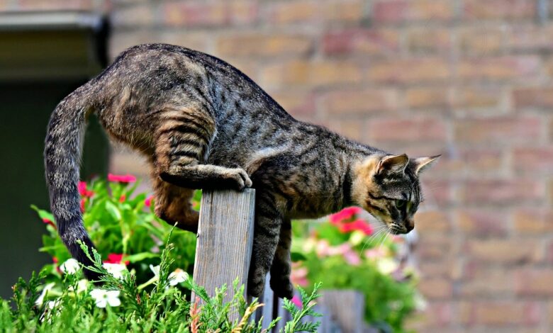 Katzen aus dem Garten vertreiben