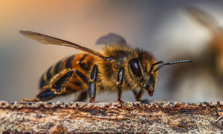 Kein Zuckerwasser an erschöpfte Bienen verfüttern