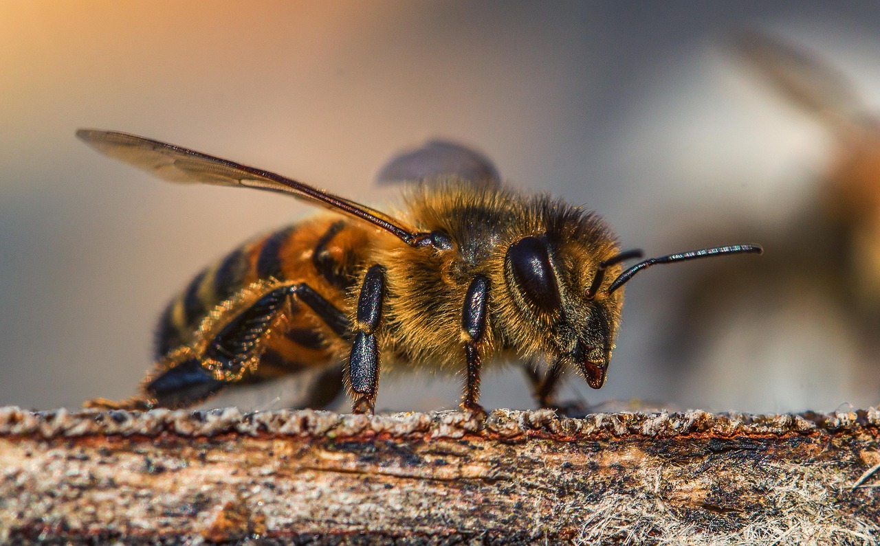 Kein Zuckerwasser an erschöpfte Bienen verfüttern