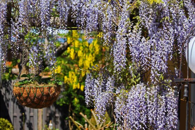 Kletterpflanzen winterhart und robust