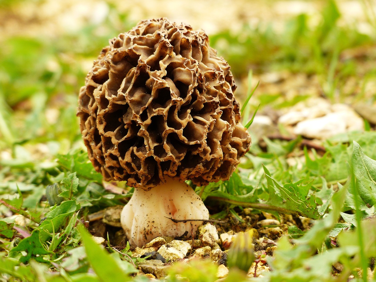 Morchel Pilze züchten – Aufzucht und Pflege