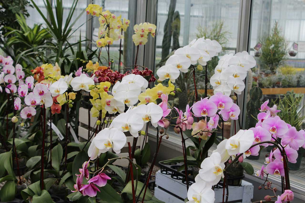 Orchideen schneiden – Anleitung zum Rückschnitt
