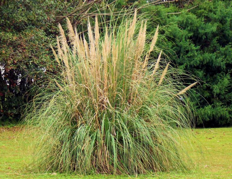 Pampasgras schneiden leicht gemacht So bleibt Ihr Gras prächtig!