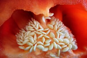 Paprika aussäen - Zeitpunkt und Anleitung Schritt für Schritt