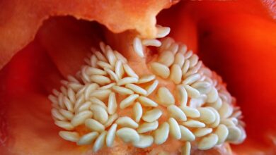 Paprika aussäen - Zeitpunkt und Anleitung Schritt für Schritt