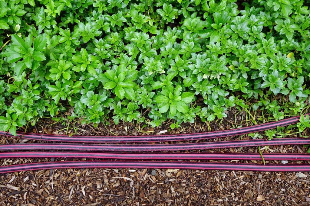 Wann Salat ins Hochbeet pflanzen? 5 Expertentipps
