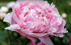 Pfingstrosen pflegen und schneiden für eine prächtige Blütenpracht