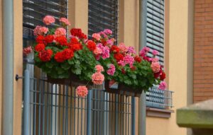 Pflanzen für Balkon – Südseite oder Schatten begrünen