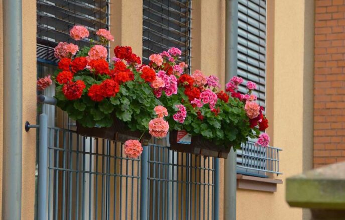 Pflanzen für Balkon - Südseite oder Schatten
