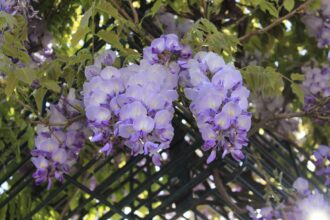 Rankgerüste - freistehend aus Holz oder Metall