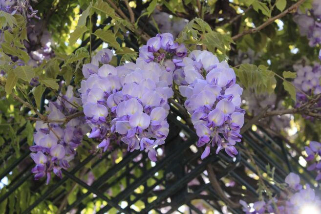 Rankgerüste - freistehend aus Holz oder Metall