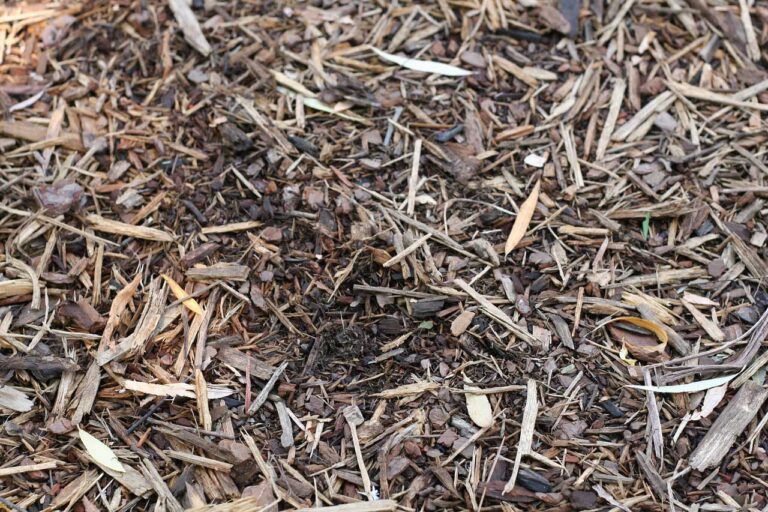 Rasen mulchen Vorteile und Nachteile im Überblick
