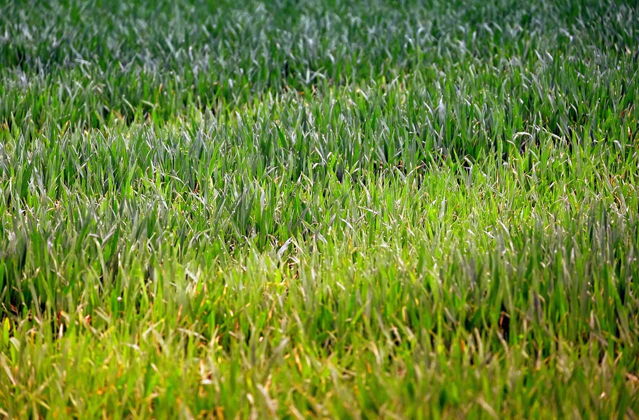 Rasen säen – Anleitung und Tipps für einen perfekten Rasen