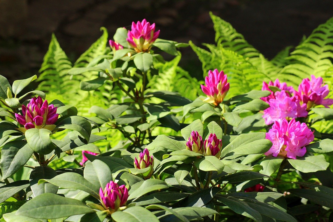Rhododendron Pflege, Standort und Düngen für gesunde Sträucher