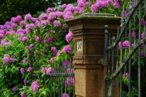 Rhododendron schneiden - Anleitung für den Rückschnitt