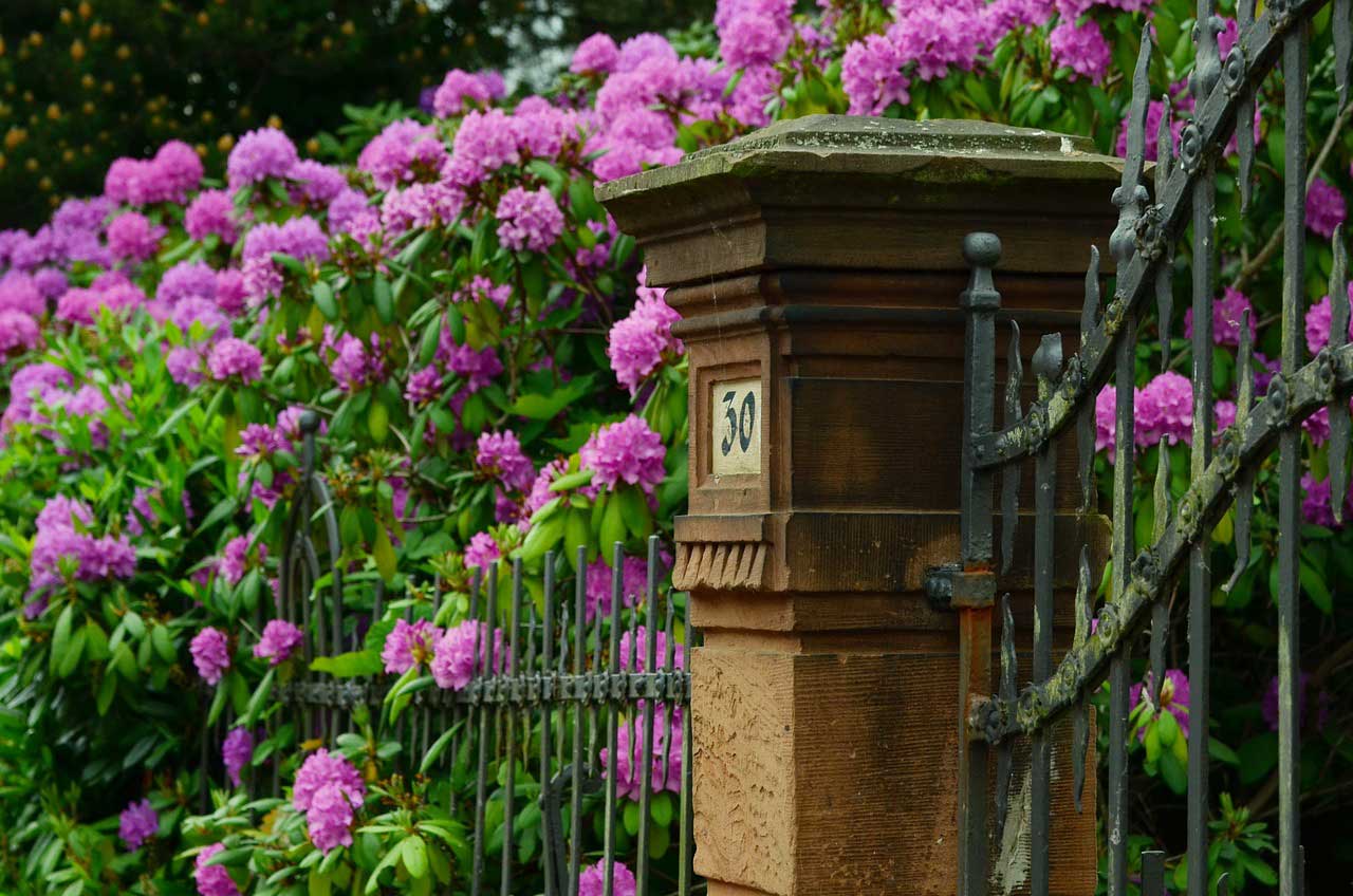 Rhododendron schneiden – Anleitung für den Rückschnitt