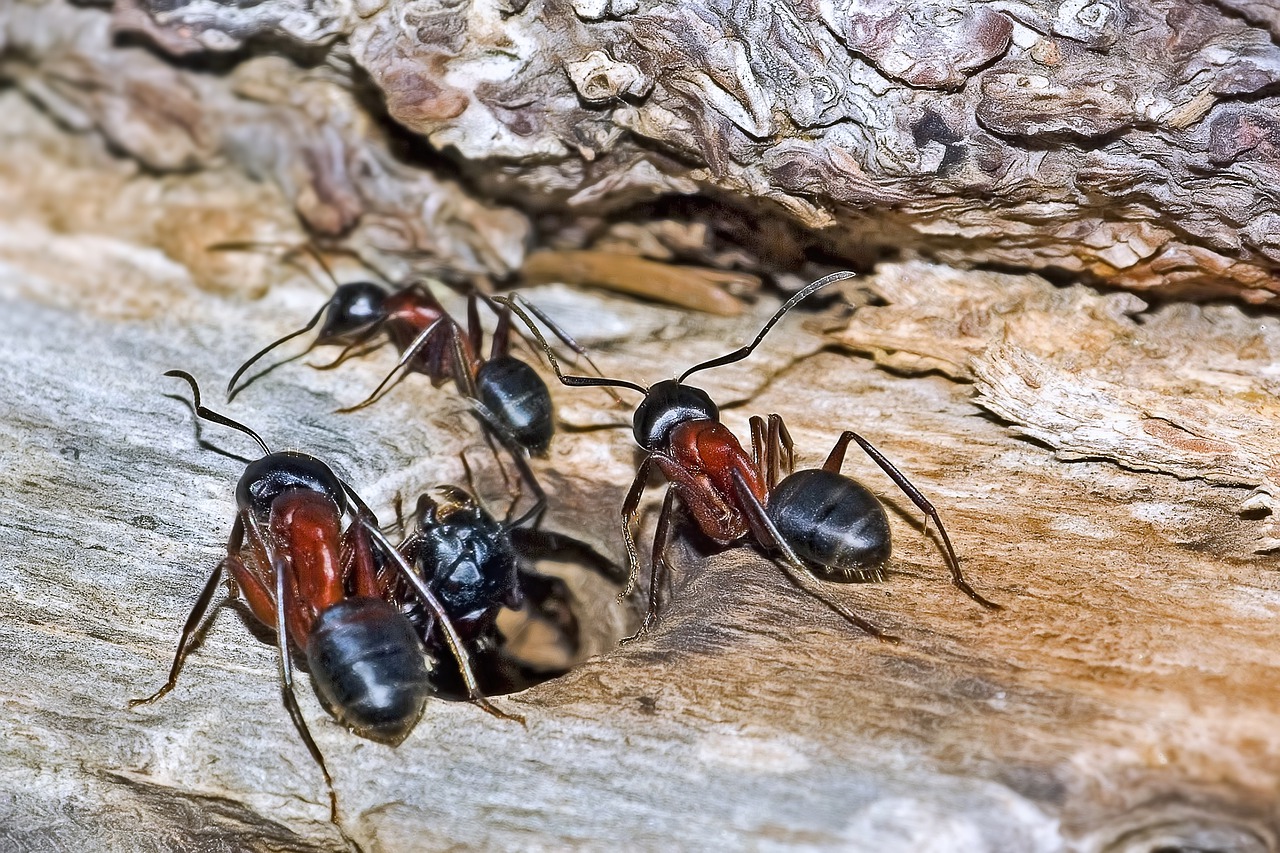 Rote Ameisen im Rasen, Garten und Haus bekämpfen