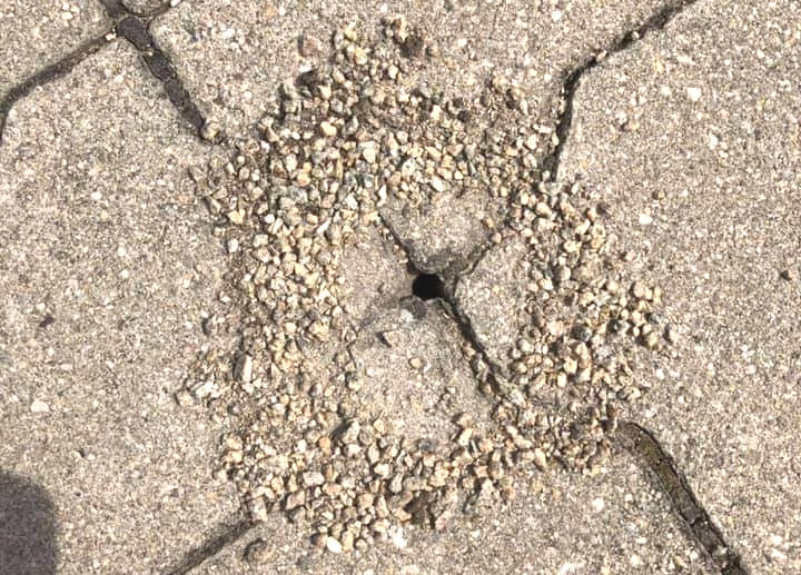 Sandbienen vertreiben – Hausmittel und Möglichkeiten