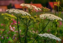 Schafgarbe im Rasen entfernen