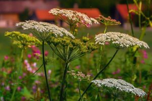 Schafgarbe im Rasen entfernen