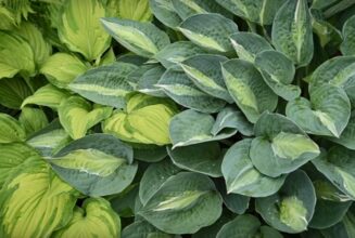 Schattenpflanzen - Diese Arten eignen sich gut für die Nordseite