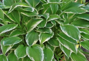 Schattenpflanzen – Diese Arten sollten Sie kennen