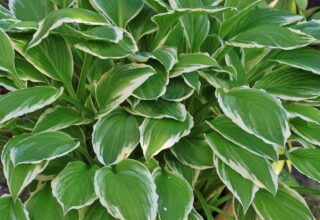 Schattenpflanzen - Diese Arten sollten Sie kennen