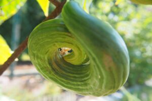 Schlangengurke - pflanzen