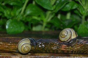 Schnecken im Hochbeet - Was tun zum Schneckenschutz?