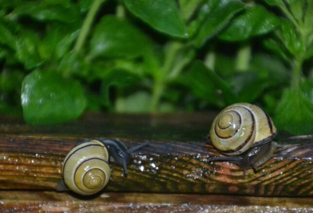 Schnecken im Hochbeet - Was tun zum Schneckenschutz?
