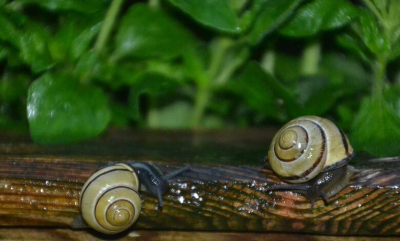 Schnecken im Hochbeet - Was tun zum Schneckenschutz?