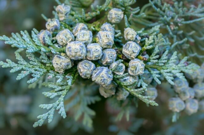 Thuja Smaragd (Thuja Occidentalis oder Lebensbaum Smaragd)