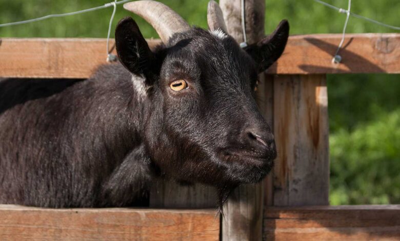Tierhaltung im eigenen Garten Mehr Leben im eigenen Grün