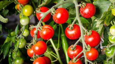 Tomaten selber anbauen - Vom Keimling bis zur Köstlichkeit