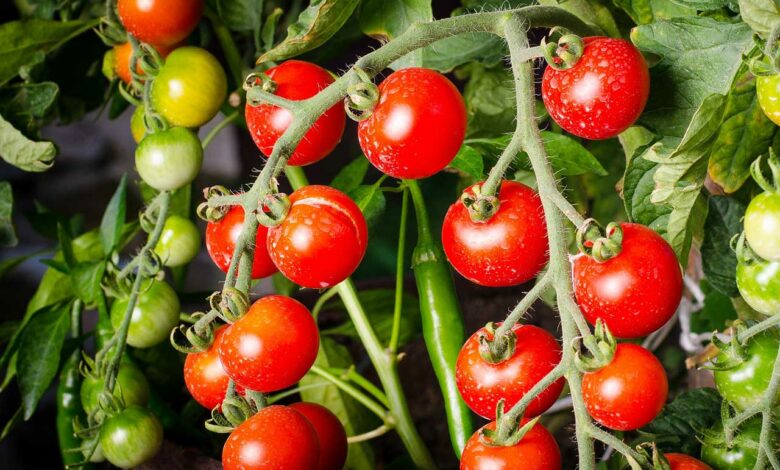 Tomaten selber anbauen - Vom Keimling bis zur Köstlichkeit