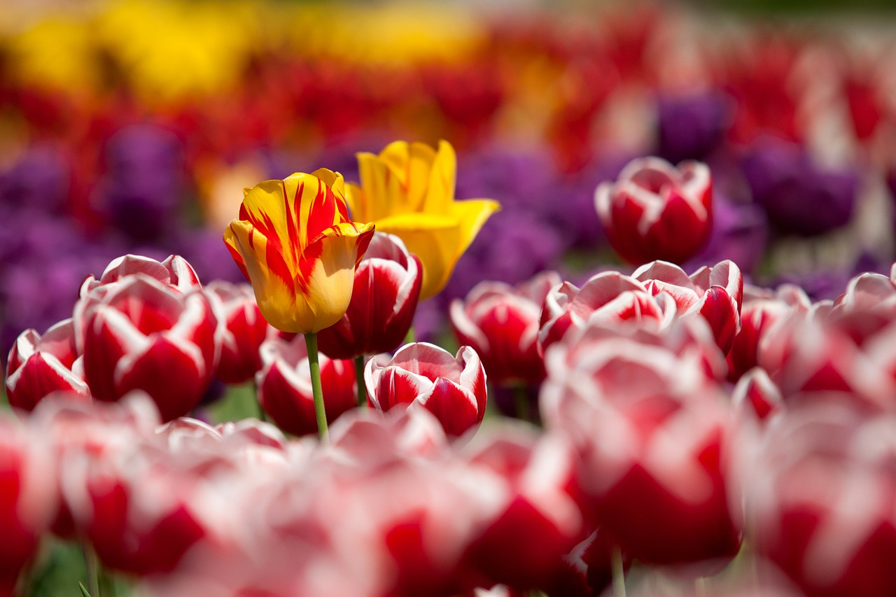 Tulpen – Anbau, Pflege und Vermehrung