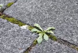 Unkraut auf Gehweg entfernen? - 6 Möglichkeiten zur Unkrautvernichtung