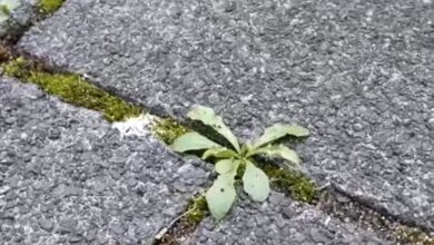 Unkraut auf Gehweg entfernen? - 6 Möglichkeiten zur Unkrautvernichtung