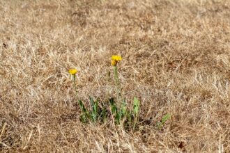 Verbrannten Rasen retten - In 6 Schritten hitzegeschädigten Rasen reparieren
