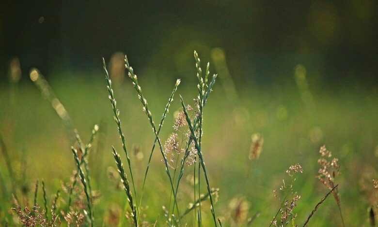 Weidelgras im Rasen bekämpfen